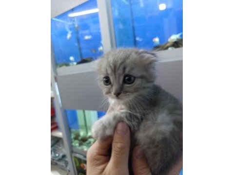 55 günlük iki erkek bir dişi scottish fold yavrular