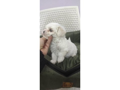 Maltese dişi 2 aylık