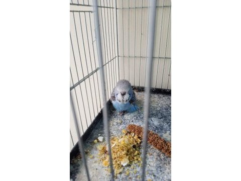 Şov jumbo yavru muhabbet kuşu