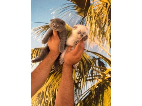 Elma şekeri british shorthair ve scottish
