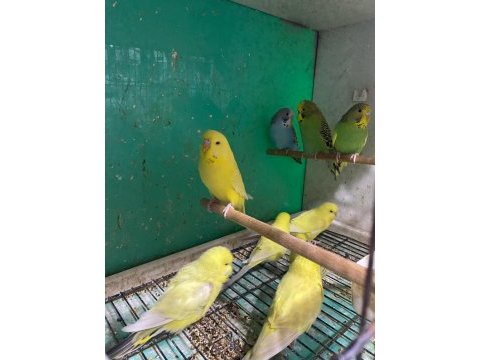 Erkut petten yavru jumbo muhabbet kuşları