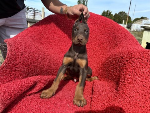 Doberman erkek