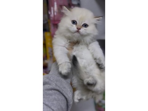 British longhair golden point ny1233 erkek