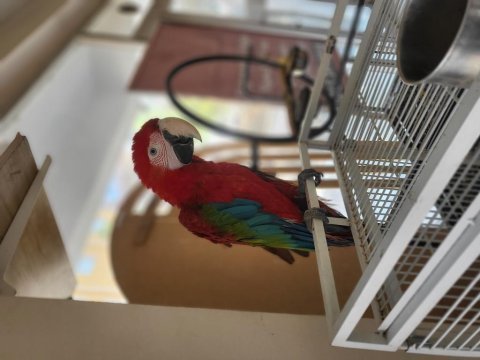 Bebek macaw