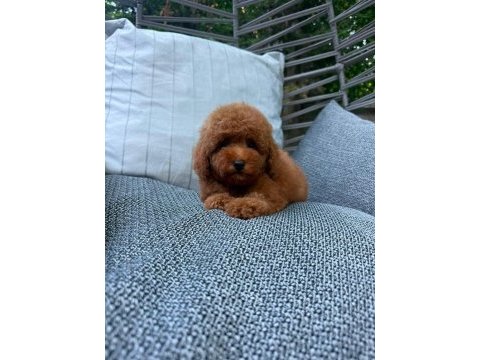 Orjinal ırk ve sağlık garantili yavru köpekler