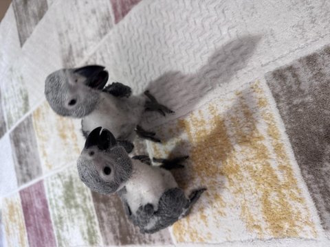 Çok tatlı yavru jako papağanı bebek