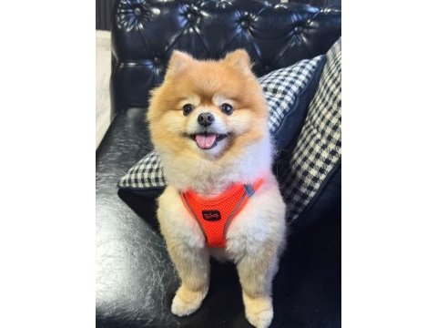 Pomeranian boo ayı surat a kalite