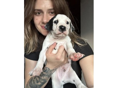 Dalmaçyalı yavru köpeklerimiz