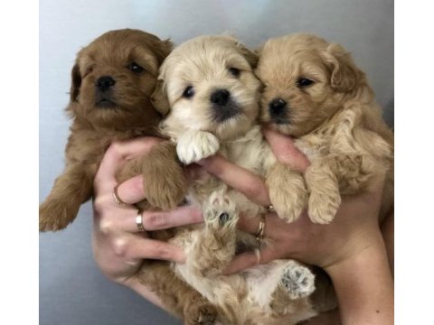 0 numara aşılı wc eğitimli maltipoo yavrular