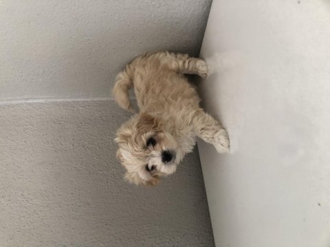Ped eğitimli minik maltipoo bebek