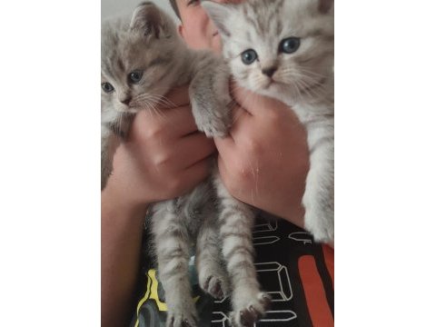 Yuva arayan sevimli british shorthair yavrularımız