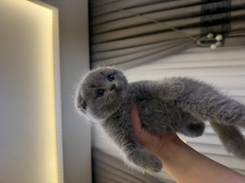 Özel ırk scottish fold