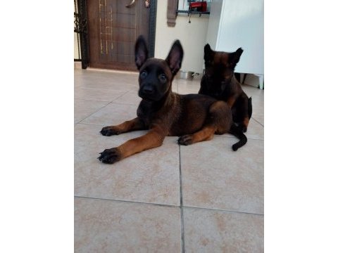 Teslime hazır fcı kıf şecereli malinois yavrularım