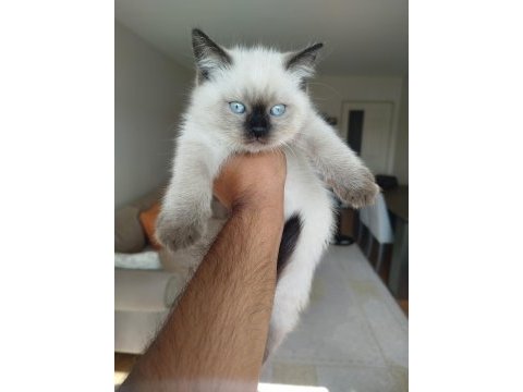 British shorthair bluepoint erkek yavru