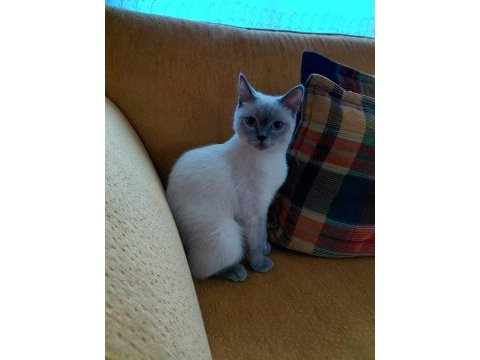 Scottish fold evcil