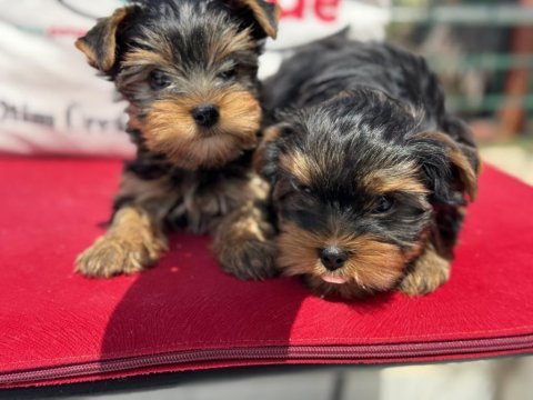 Petmode köpek çiftliğinden tea cup yorkshire terrier