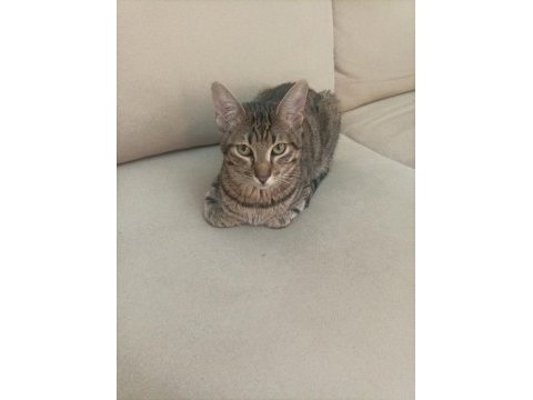 Ücretsiz 5 aylık bakımlı tekir kedimiz