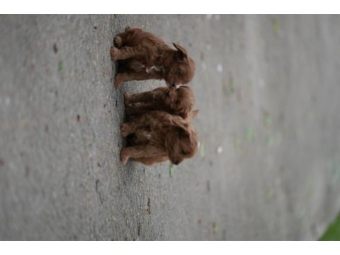 Poodle 35 günlük