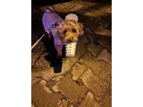 Güzel poodle yavrumuza acil yuva aranıyor uyguna