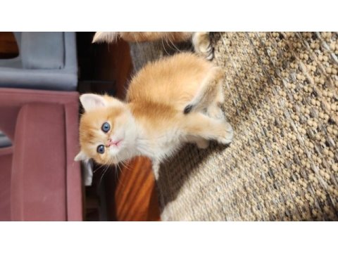 Safkan british shorthair golden bebekler