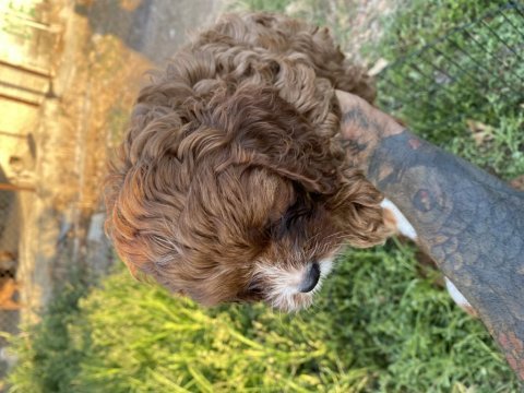 Cavapoo bebekler