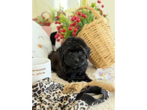 Mükemmel tea cup siyah poodle