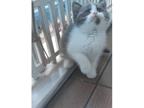British shorthair ve british longhair yavrular