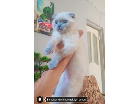 Son gün kedimizi ilk gelen alır