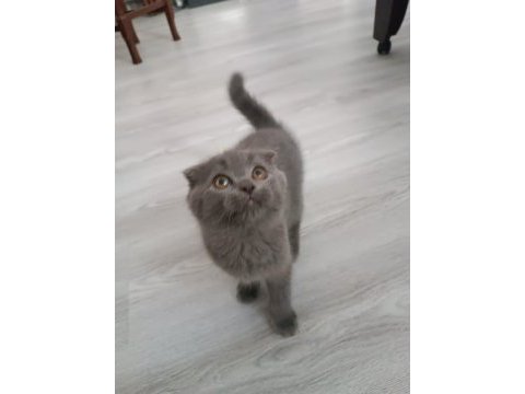 British shorthair koca kafa oğlumuz