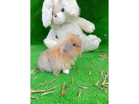 Hollanda teddy lop tavşanımız