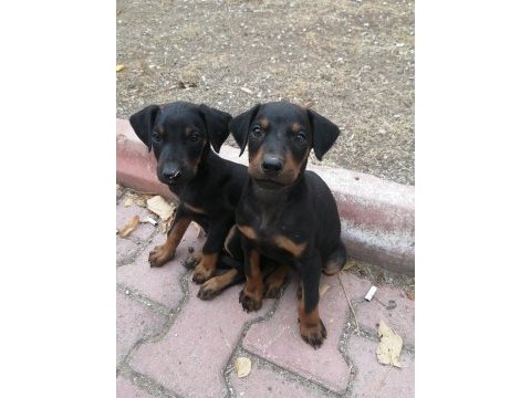 Doberman pinscher yavrusu acil sahiplendirilecektir