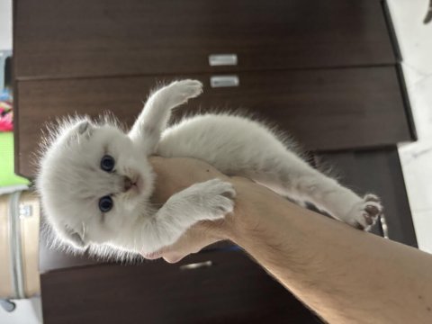 1 aylık yavru british shorthair