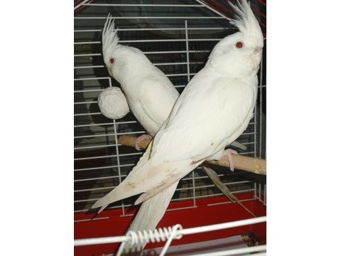 Yavru albino sultan papağanı