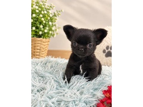 Siyahın en güzel tonu mikro teacup prens ve prenses şivava