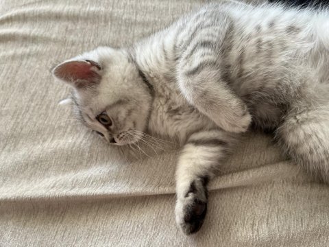 Yavru british shorthair