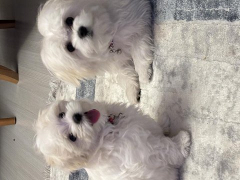 Dişi ve erkek maltese terrier kore kan 1 numara