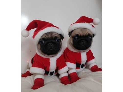 Pug mops yavrularımız