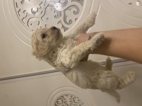 40 günlük yavru köpekler