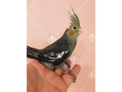 Yeni yeme düşmüş erkek konuşma garantili ev üretim sultan