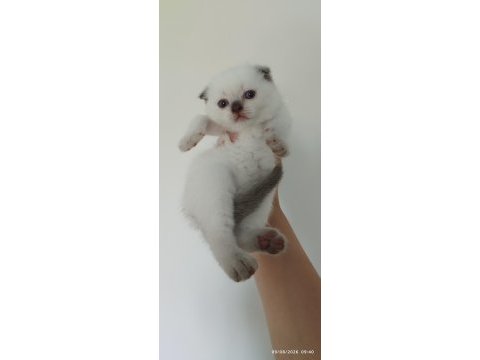 3 aylık scottish fold bluepoint yavru
