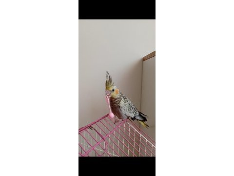 Oyun oynamayı seven yeme düşmüş sultan papağanı