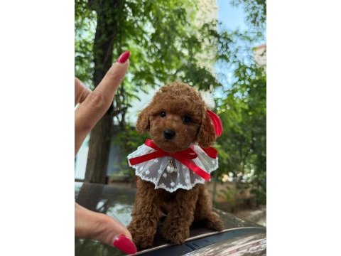 Toy poodle 2-3 aylık yavrular