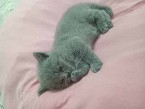 Minik british shorthair yavrumuz sahiplendiriyoruz