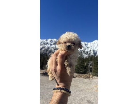 Tüm renklerde orjinal ırk toy poodle yavrular