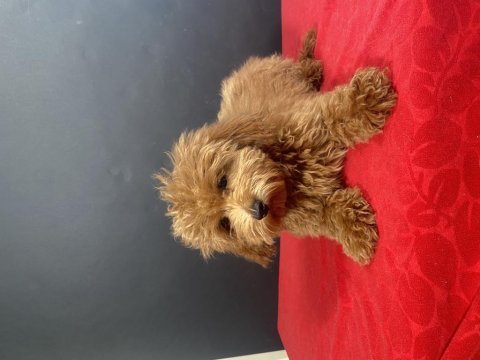 14 şubat doğumlu maltipoo oğlumuz