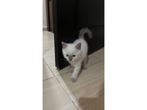 Bluepoint orjinal ve çok özel yavru kedimiz