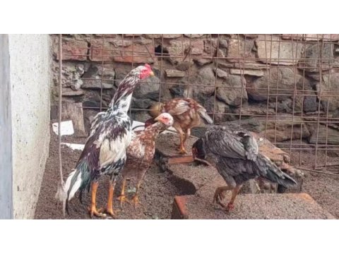 Kendi üretimim kümes hayvanları