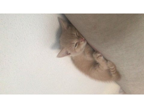 Yavru british shorthair kedimiz