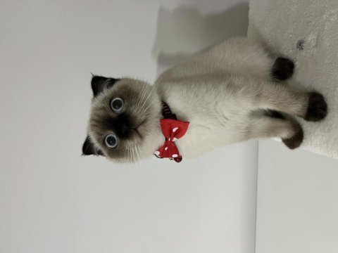 Scottish fold blue point erkek kedi