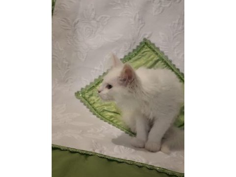 Maine coon yavru kedilerimiz